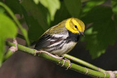 Black-throated Green Warbler